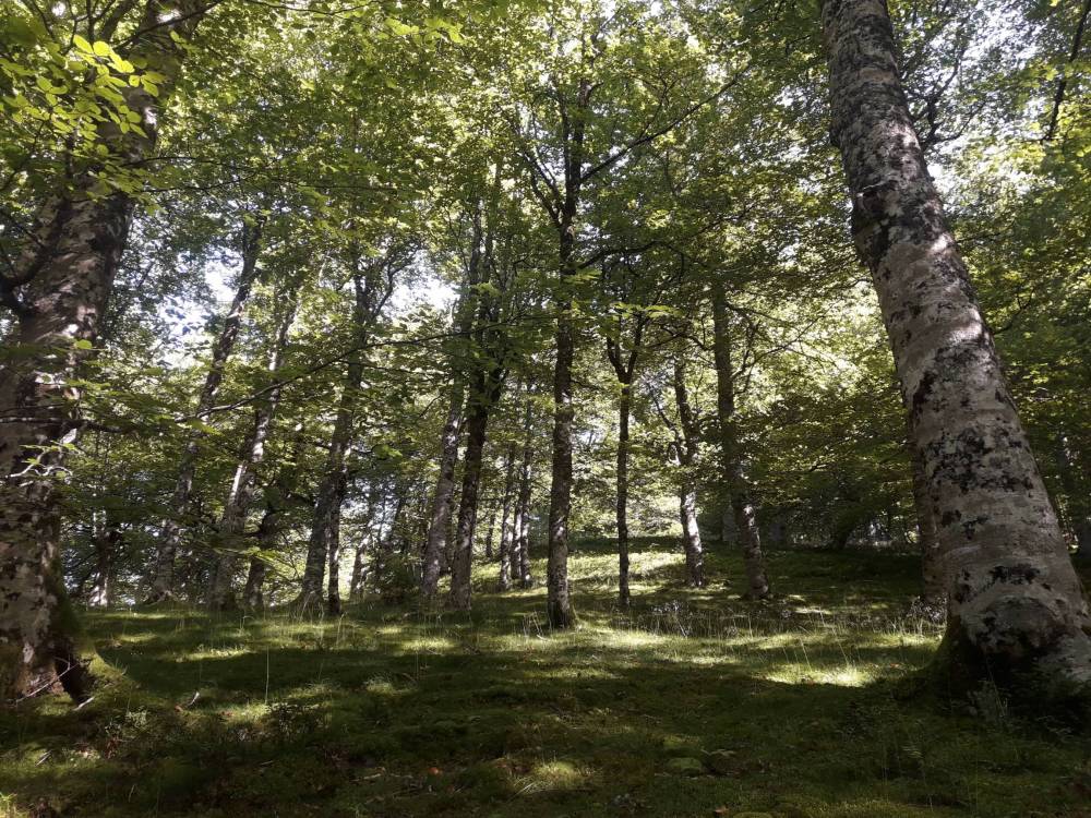 arrosage sous bois